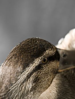 A portrait of a Mallard duck in a garden in Europe