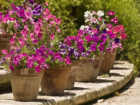 Beautiful flowers in clay pots on limestone steps