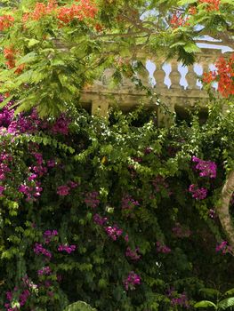 Beautiful garden foliage over a limestone medieval wall