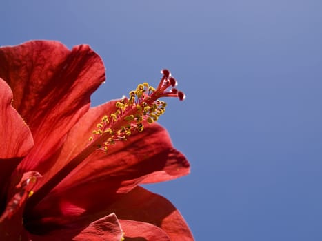 Bright vivid Red Tropical Hibiscus over a blue sky