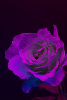 A Rose photphraphed under Ultraviolet light with hungreds of small water dropletts