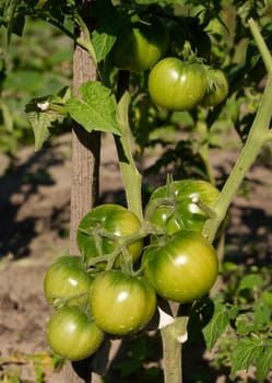Twig of green tomatoes in my garden