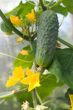 Green cucumber in hothouse.Growing cucumbers