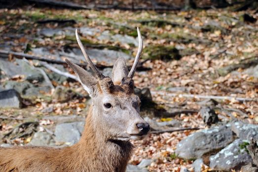 Close-up portrait a a Wapiti in the Autumn season