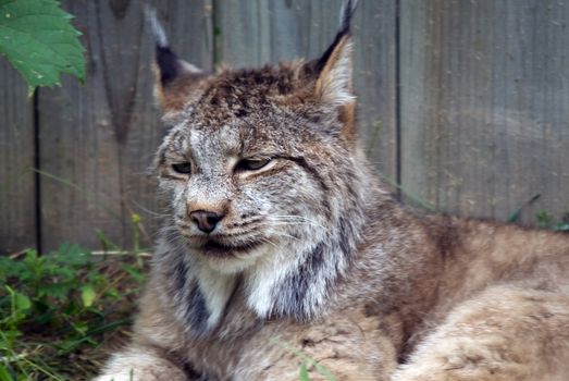 Closeup picture of a Lynx or bobcat at rest