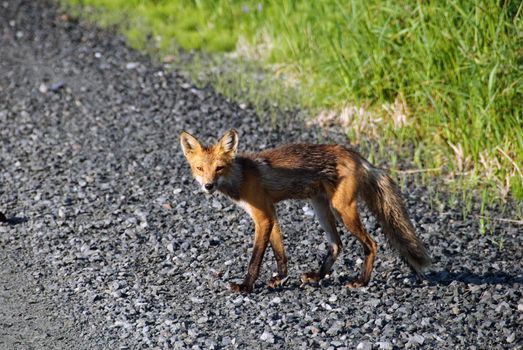 Picture of a skinny Red Fox on the side of the road