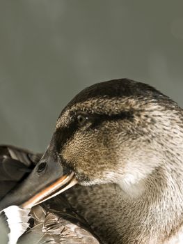 Portrait of a beautiful female Mallard duck in a pond