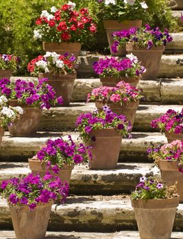 Beautiful flowers in clay pots on limestone steps