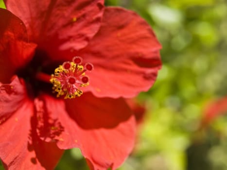 Bright vivid Red Tropical Hibiscus over a green backdrop