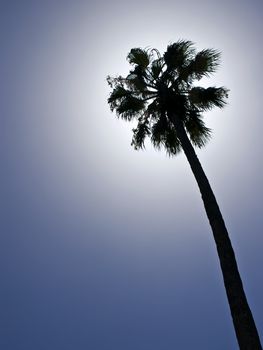 Tropical palm tree silhouetted against summery blue sky