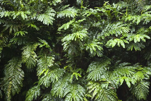 Ginger plant in the rain forest of Maui, Hawaii, USA.