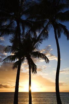 Sunset sky framed by palm trees over the Pacific Ocean in Kihei, Maui, Hawaii, USA.