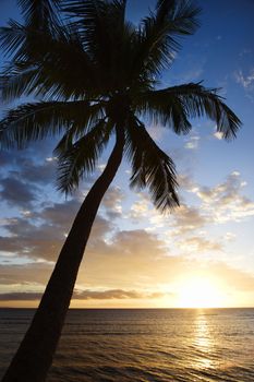 Sunset sky framed by palm tree over the Pacific Ocean in Kihei, Maui, Hawaii, USA.