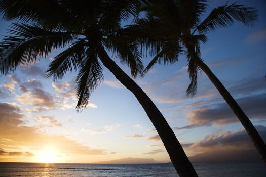 Sunset sky framed by palm trees over the Pacific Ocean in Kihei, Maui, Hawaii, USA.