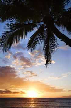 Sunset sky framed by palm tree over the Pacific Ocean in Kihei, Maui, Hawaii, USA.