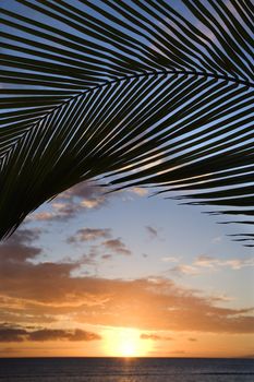 Sunset sky framed by palm fronds over the Pacific Ocean in Kihei, Maui, Hawaii, USA.