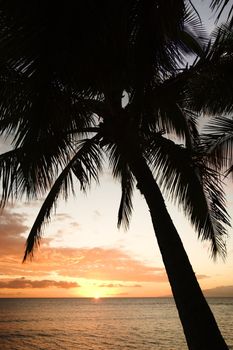 Sunset sky framed by palm tree over the Pacific Ocean in Kihei, Maui, Hawaii, USA.