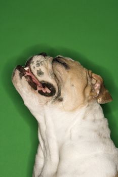 Close-up profile of English Bulldog on green background.