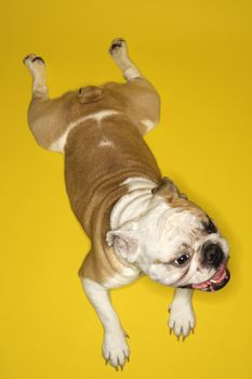 High angle view of English Bulldog lying on yellow floor.