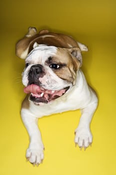 English Bulldog lying on yellow background relaxing.