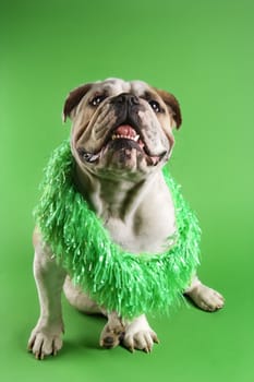 English Bulldog wearing lei sitting on green background.