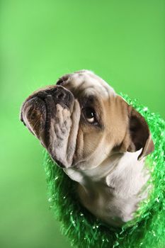 Close-up of English Bulldog with serious expression wearing lei and sitting on green background.