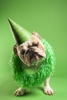 English Bulldog with curious expression wearing lei and party hat and sitting on green background.