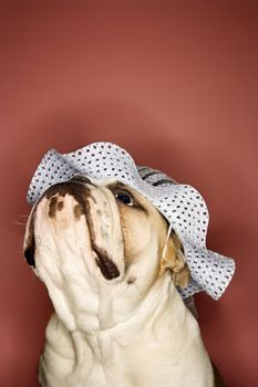 Close-up of English Bulldog looking upward and wearing a bonnet.