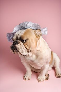 Unenthusiastic English Bulldog on pink background wearing a bonnet.