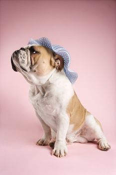 English Bulldog on pink background looking to the side and wearing a bonnet.