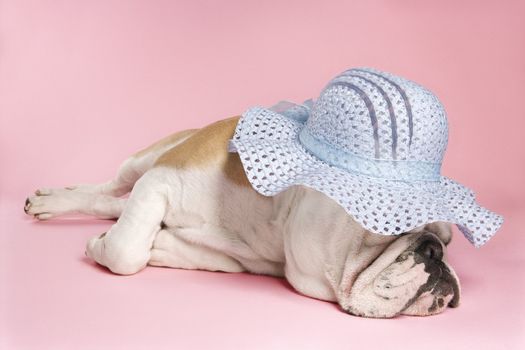 English Bulldog sleeping on pink background and wearing a bonnet.