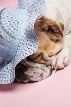 Close-up of English bulldog sleeping on pink background and wearing a bonnet.