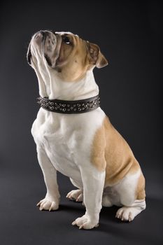 Sitting English Bulldog wearing spiked collar and looking upward.