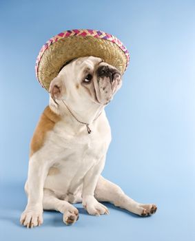 English Bulldog wearing sombrero on blue background looking off to the side.