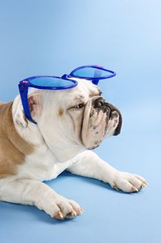 Sleepy English Bulldog sitting on blue background wearing oversized blue sunglasses.
