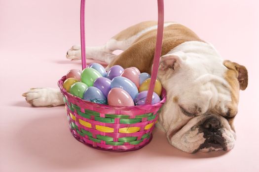 Close-up of sleeping English Bulldog next to Easter basket on pink background.