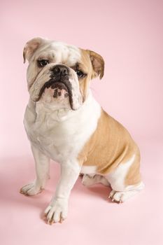 English Bulldog sitting on pink background looking at viewer.