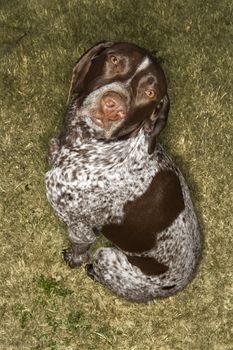 Above view of German Shorthaired Pointer in grass.