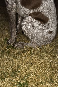 Hind legs of German Shorthaired Pointer in grass.