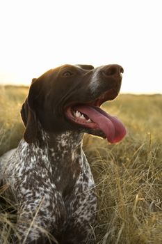 German Shorthaired Pointer with panting tongue in field.