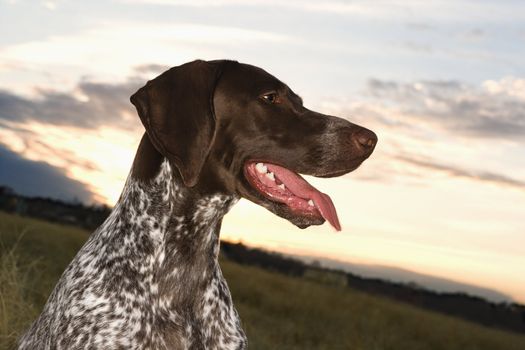 German Shorthaired Pointer with panting tongue in field.