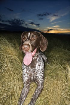 German Shorthaired Pointer with panting tongue in field at sunset.