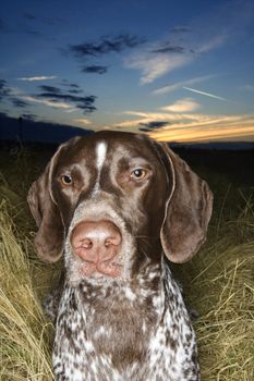 German Shorthaired Pointer in field of grass at sunset.