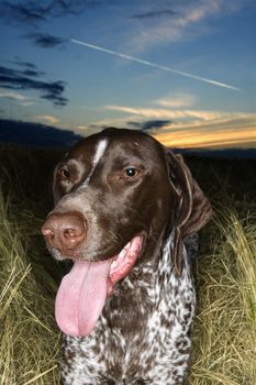 German Shorthaired Pointer in field of grass at sunset.