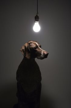 German Shorthaired Pointer with lit lightbulb hanging above.