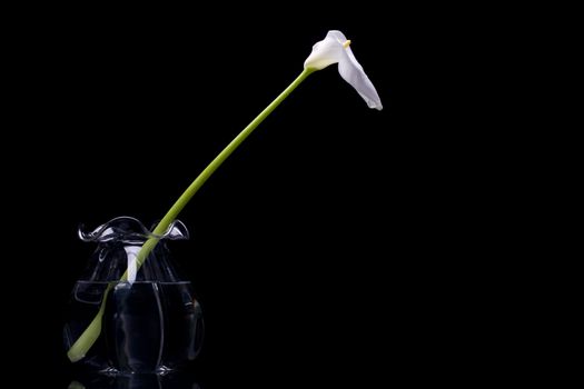 A white calla on a glass jar with water isolated on black background