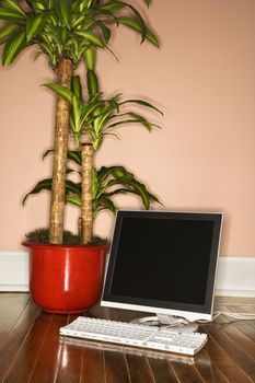 Houseplant and computer on hardwood floor.