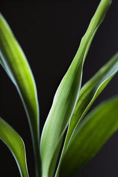 Close-up of lucky bamboo leaves.