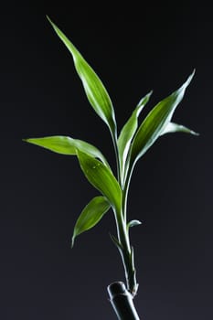 Close-up of lucky bamboo.