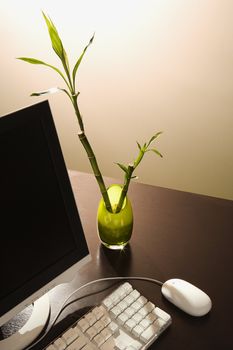 Computer on desk with lucky bamboo in vase.